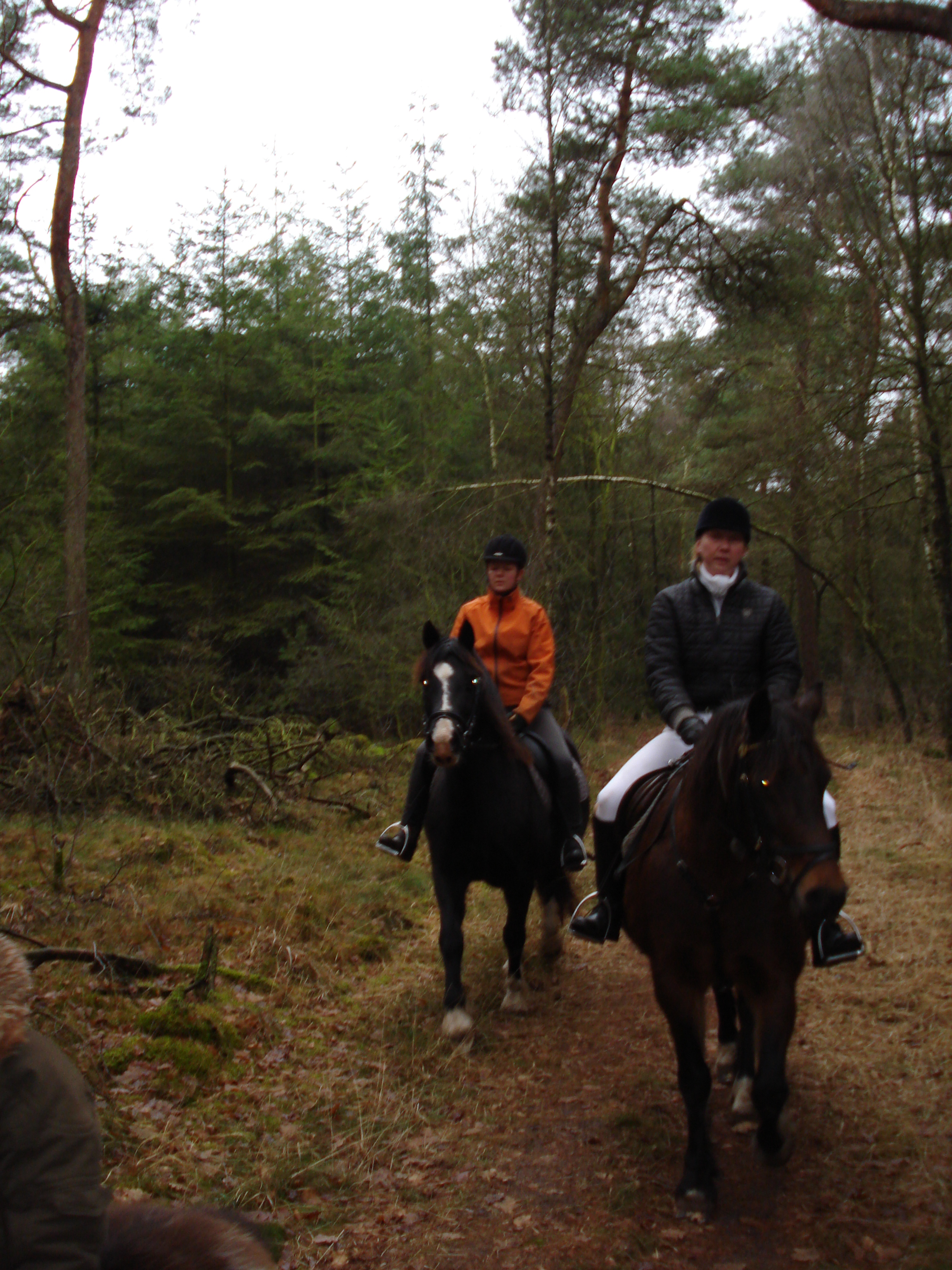 4 welsh cob cascob nia en commando 12 2007